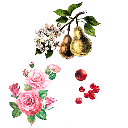 alt.perfume-notas-salida-dance-moonlight