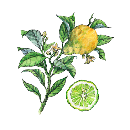 alt.perfume-notas-salida-s-by-shakira