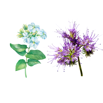 alt.perfume-notas-salida-s-eau-florale